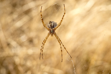 Spider argiope on your network