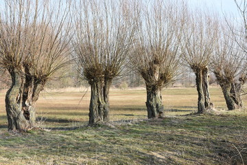 een rijtje knotwilgen in een natuurgebied in de Achterhoek © henkbouwers