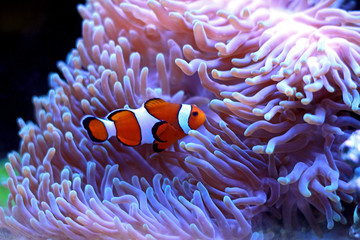 Naklejka na ściany i meble Clown fish enjoy in magnifica anemone 