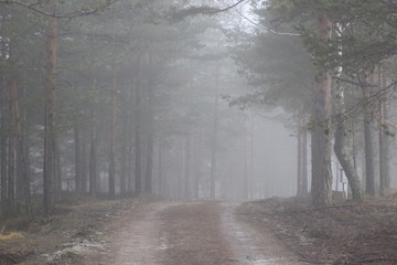 Fototapeta na wymiar Forest road in foggy morning 