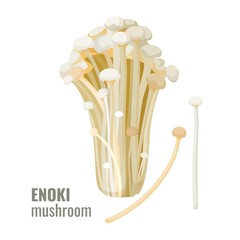 Enoki mushrooms long, thin white golden needle futu or lily mushroom vector