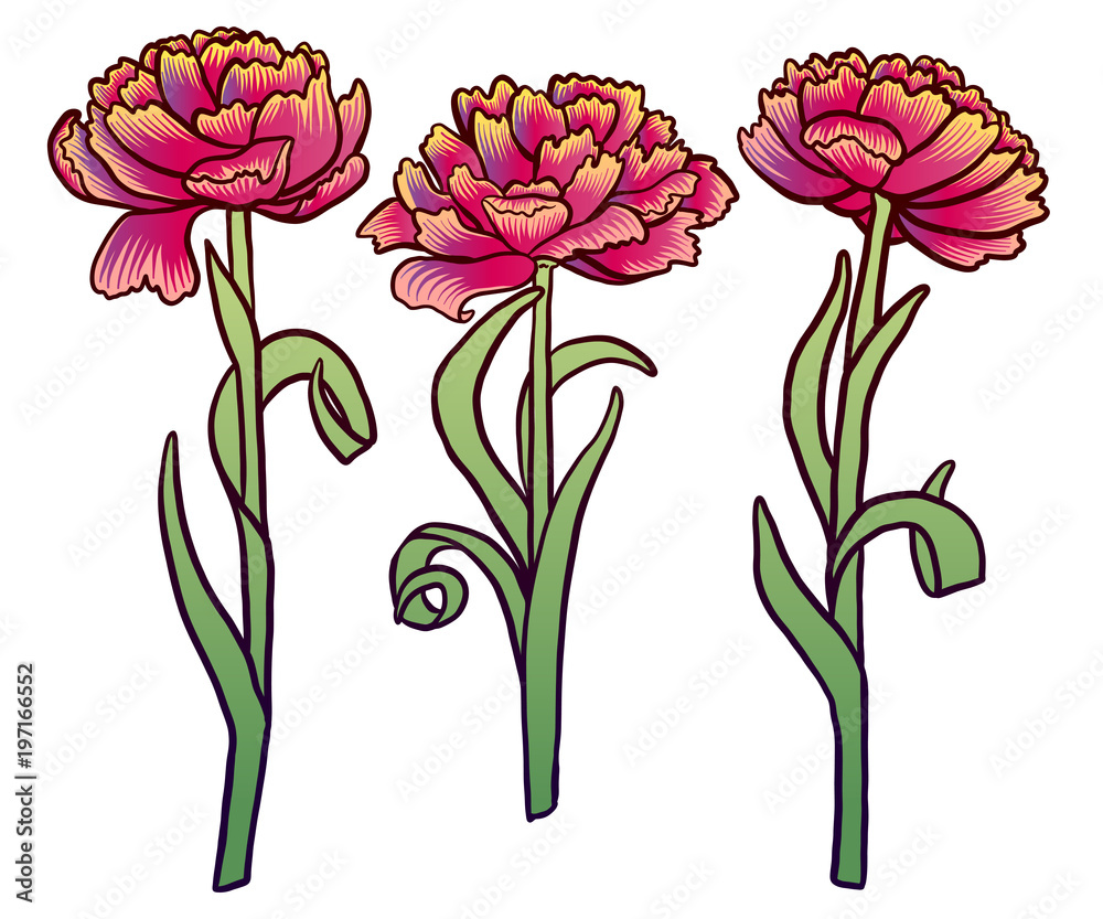 Wall mural set of hand drawn peony flowers and herbs vintage floral elements on white background