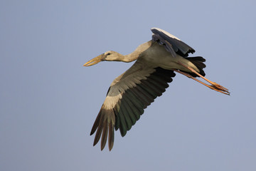 Image of an Asian openbill stork(Anastomus oscitans) flying in the sky. Bird, Wild Animals.