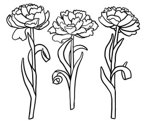 Set of Hand Drawn peony flowers and herbs vintage floral elements on white background
