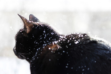 A black cat looks with surprise at falling snowflakes during a snowfall.