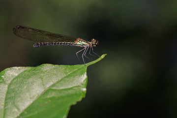 Image of Common Blue Jewel dragonfly(female) (Helioeypha biforata) on the green leaf. Family Chlorocyphidae. Insect. Animal,