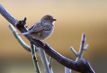 House sparrow perched on a tree branch.