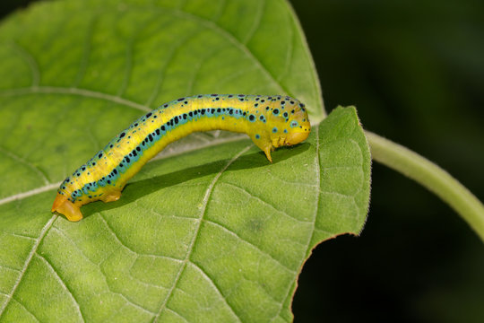 Image of Dysphania Militaris caterpillar on the green leaf. Insect Animal.