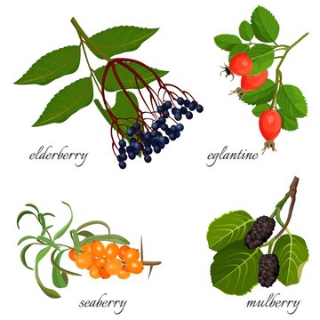 Blue elderberry, ripe eglantine, fresh seaberry and sweet mulberry