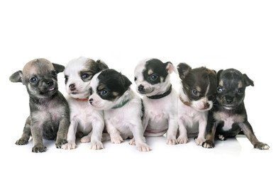 puppies chihuahua in studio