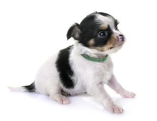 puppy chihuahua in studio