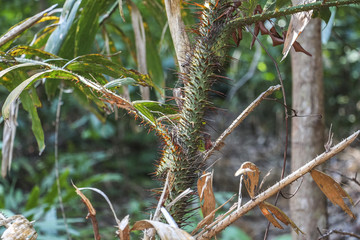 Branch with thorns in the jungle