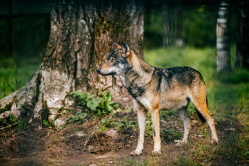 Outdoor wolf portrait. Wild carnivore predator at nature after hunting. Dangerous furry animal in european forest. Poor lonely canine muzzle in zoo. Feathers of eaten bird. Beast on wild territory.