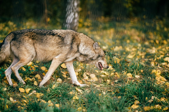 Outdoor wolf portrait. Wild carnivore predator at nature after hunting. Dangerous furry animal in european forest. Poor lonely canine muzzle in zoo. Feathers of eaten bird. Beast on wild territory.