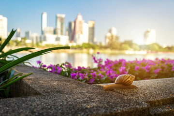 Snail at the park in City background.