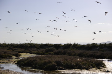 gaviotas delta del ebro