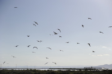 gaviotas