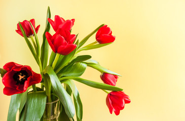 Bouquet of red tulips on yellow background with copy space.