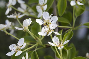 White flowers on the branches of trees in the spring.
