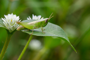 Image of green locust on green leaves. Insect Animal. (Caelifera., Acrididae)