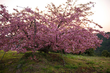 Fototapeta premium 豊前の河津桜