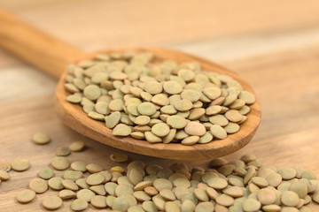 Tellerlinsen, Linsen, Lens culinaris