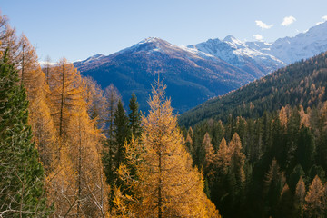 Beautiful colored larches with autumn colors in the mountains.