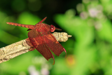 Image of Fulvous Forest Skimmer dragonfly(Neurothemis fulvia Drury) on a brown branch. Insect. Animal.