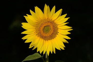 Obraz premium Tournesol