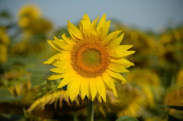 Tournesol