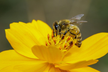 Image of bee or honeybee on yellow flower collects nectar. Golden honeybee on flower pollen. Insect. Animal