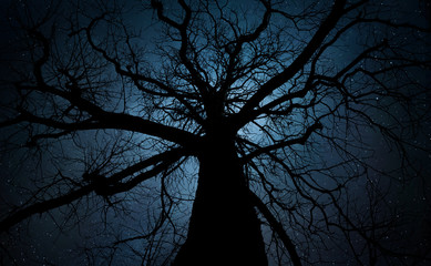 Tree on starry background with bright stars trails. Time lapse, long exposure. Elements of this image furnished by NASA