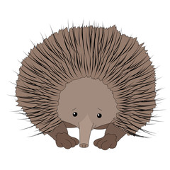 Funny cute echidna