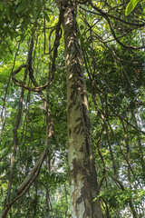 Lianes in the jungle of Thailand