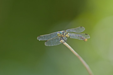 Libellule bleue accrochée à un roseau au-dessus de l'eau d'une rivière. Demoiselle insecte...