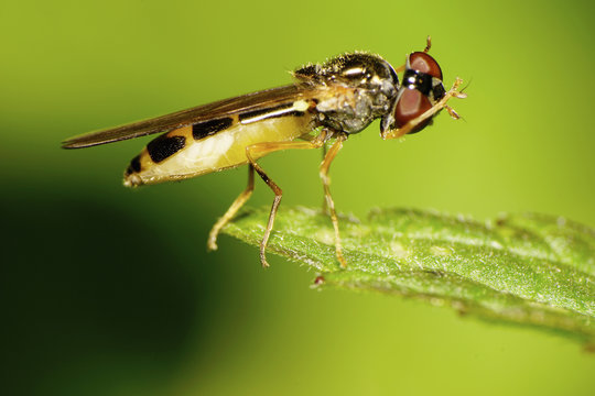Macro flower hover fly Syrphidae rubs his head paws on a green leaf