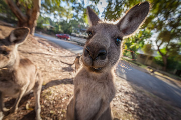 Funny portrait of Kangaroo staring right into the camera