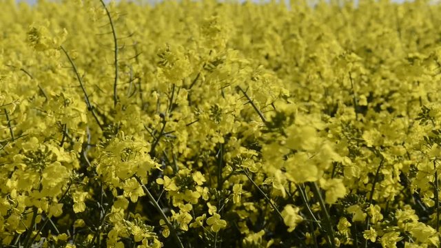 yellow rapefield in the summer 