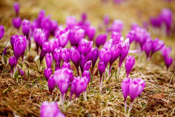 Spring snow melt and in the Carpathian valleys grow beautiful alpine flowers crocus