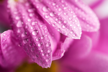 Flower with drops of water, close-up.