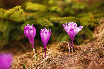 Beautiful first spring flowers. View of close-up blooming violet crocuses in the mountains.