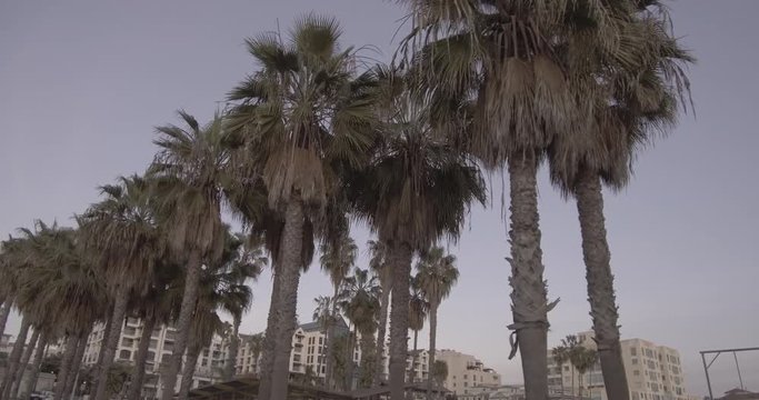 Tracking Palm Trees CloseUp In Santa Monica, California