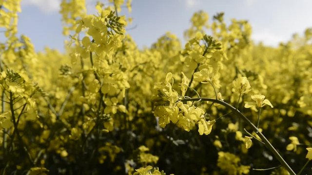 yellow rapefield in the summer 