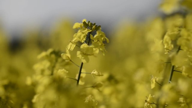 yellow rapefield in the summer 