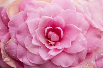 Fiore Camellia Japonica