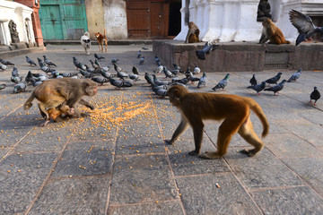 Macaque monkeys and doves eating corn