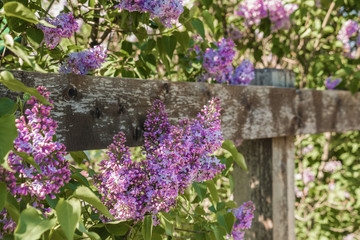 Lilac flowers in the garden and old wooden fence, springtime