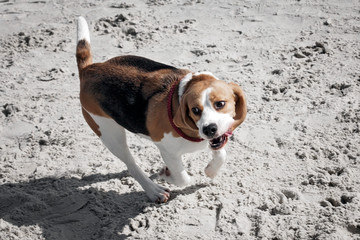 Dog beagle breeds having fun on the sand of the seashore.