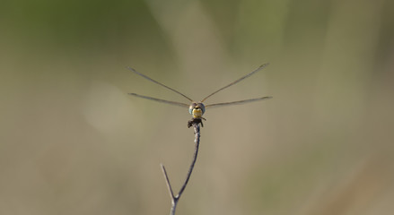 Libellule bleue accrochée à un roseau au-dessus de l'eau d'une rivière. Demoiselle insecte...