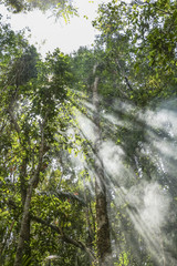 Light beams inside the jungle of Thailand